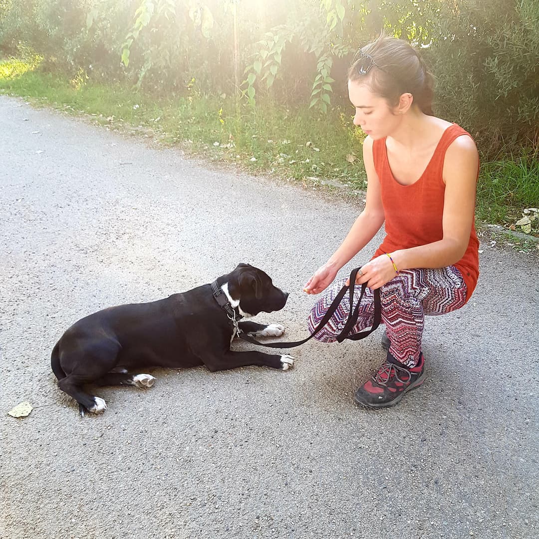 éducation et dressage de chiens Savoie